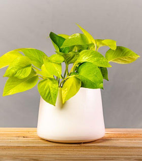 Neon Pothos
