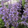 Nepeta cat's pajamas flowers close up view of bright purple blooms