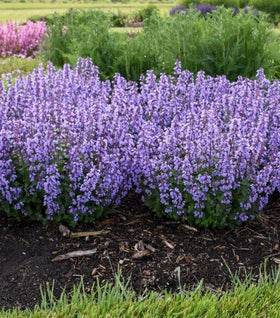 Nepeta Cat's Pajamas