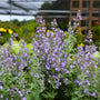 close up of purple nepeta blooms in august