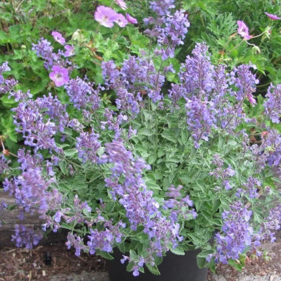 Junior Walker Catmint