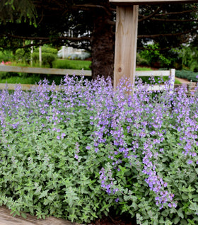 Junior Walker Catmint