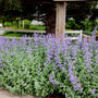 nepeta growing in spring garden