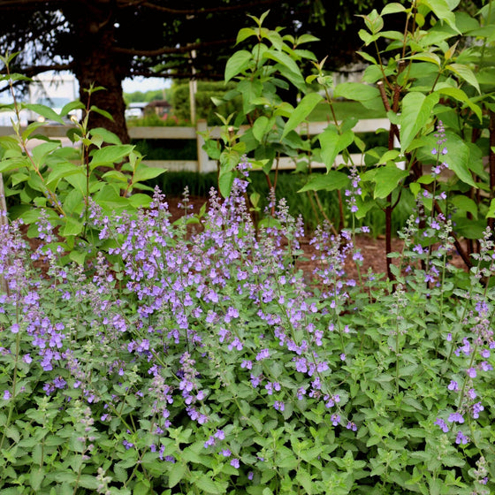 stunning purple bloomer