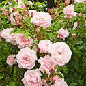 New Dawn Pink Climbing Rose bloom in clusters with pearl pink flowers