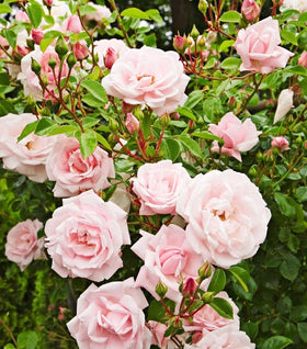 New Dawn Pink Climbing Rose Bushes