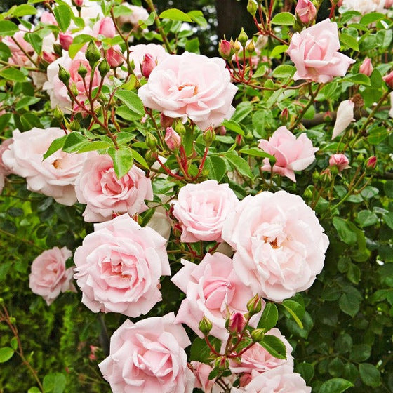 New Dawn Pink Climbing Rose bloom in clusters with pearl pink flowers
