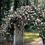 New Dawn climbing rose covering an arbor with blush-pink flowers and glossy green leaves, creating a soft, romantic garden entry.