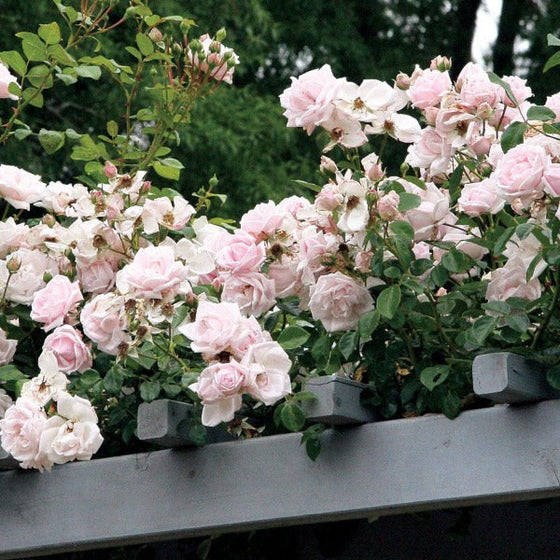 New Dawn canes are tied to a trellis with dark, glossy foliage and repeat buds, illustrating vigorous climbing growth.