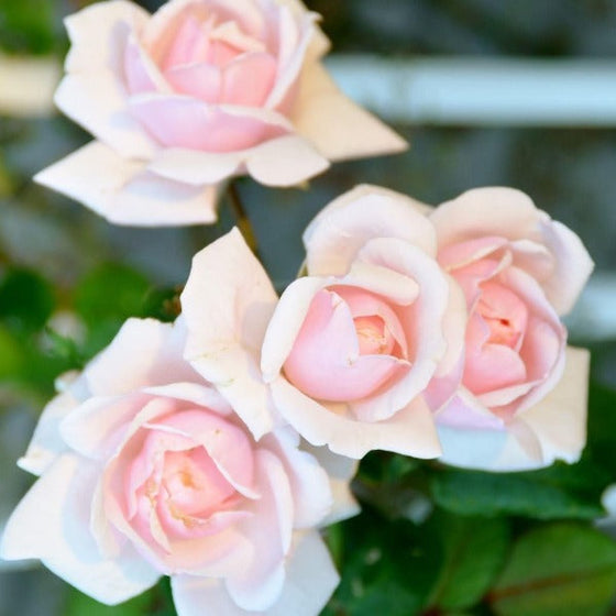 Cluster of blooming New dawn rose soft pink flowers