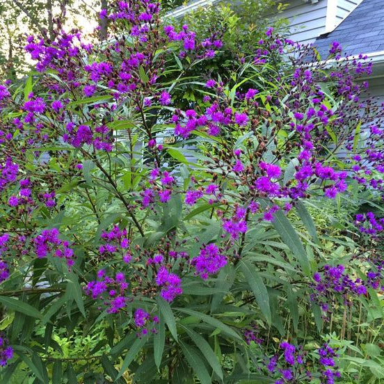New York Ironweed planted at the back of a pollinator border with upright green stems