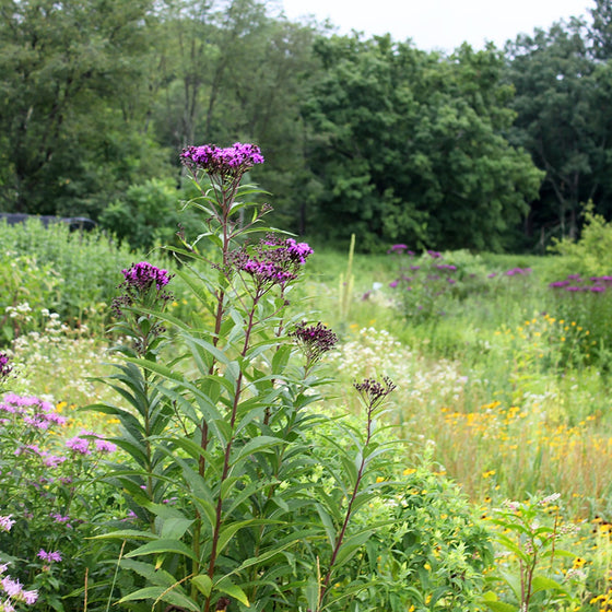 New York Ironweed growing in a sunny meadow with native grasses and wildflowers