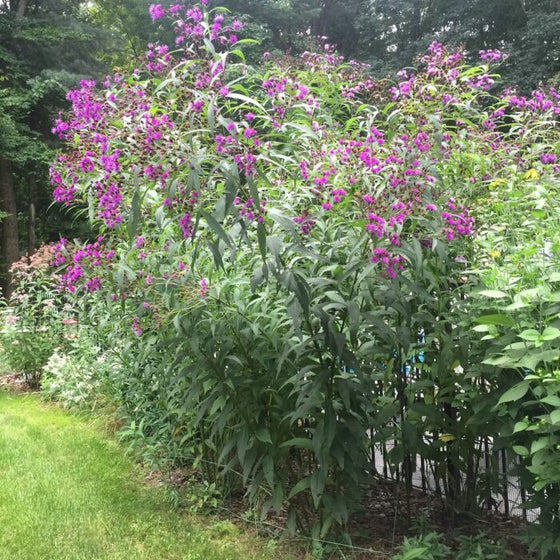 Vernonia noveboracensis blooming with purple flowers in a rain garden planting