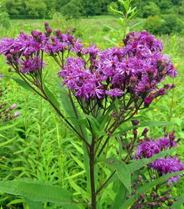 New York Ironweed