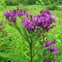 New York Ironweed with deep purple flower clusters blooming above tall green stems in a sunny native meadow garden