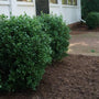 green NewGen Freedom Boxwoods planted next to the door