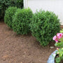 three NewGen Freedom Boxwoods planted together
