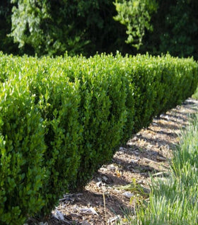 Buy Boxwood Shrubs Online | Garden Goods Direct