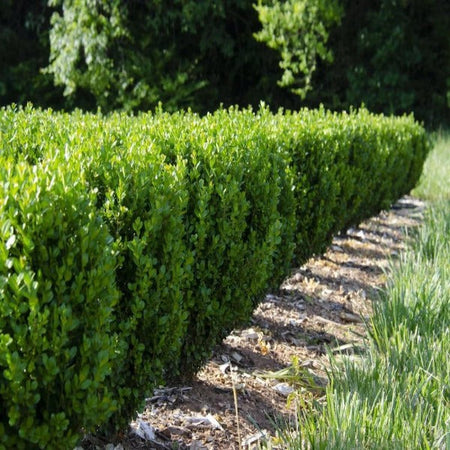 newgen-freedom-boxwood-