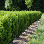 NewGen Freedom Boxwoods planted as an evergreen hedge