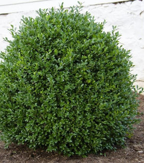NewGen Independence® Boxwood