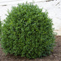 NewGen Independence Boxwoods are resistant to boxwood blight
