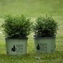 Independence Boxwoods on display in 3 gallon NewGen containers