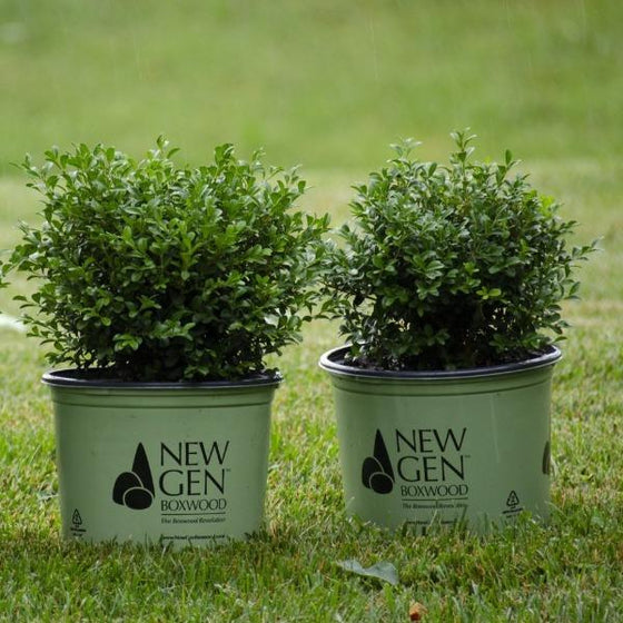 Independence Boxwoods on display in 3 gallon NewGen containers