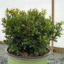 young newgen independence boxwood
