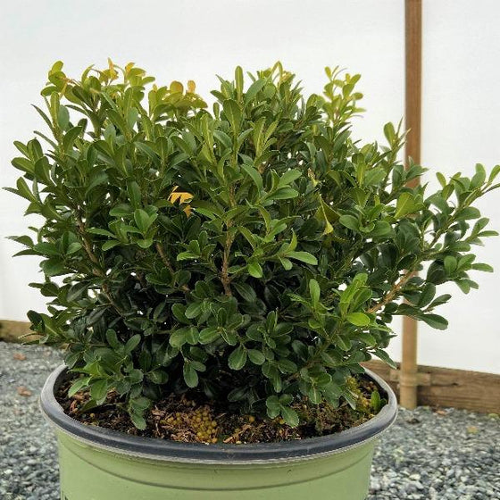 young newgen independence boxwood