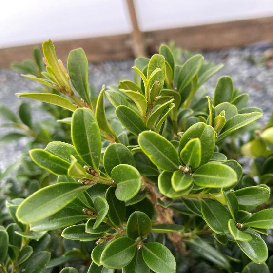 NewGen Independence Boxwood for Sale | Garden Goods Direct