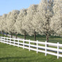 row of bartlett pear trees in bloom in early sping