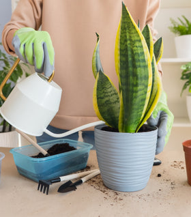 Sansevieria Futura Superba