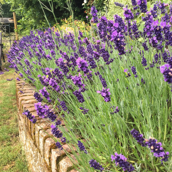 gorgeous mass of lavender hidcote in bloom along a stone wall