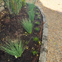 vibrant blue stems on juncus blue arrow plants in garden bed