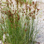 common soft ruh juncus effusus growing along a stone filled river bed