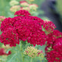 close up view of deep red summer blooming achillea pomegranate