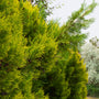 vibrant lemon cypress trees growing as a privacy screen in a landscape