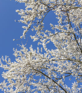 Allegheny Serviceberry