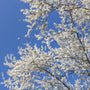 bright white serviceberry blooms against blue sky in spring