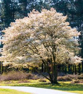 Autumn Brilliance Serviceberry