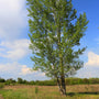 mature bright green tulip poplar tree in a meadow