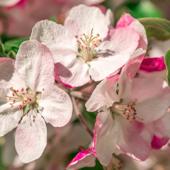 close up view of pale pink blooms on winesap apple tree