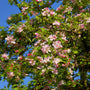vibrant pink blooms on winesap apple tree in early spring