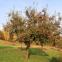 winesap apple tree growing in an orchard
