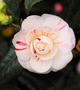 April Dawn Camellia