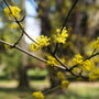 close up view of yellow blooms on spicebush in early spring