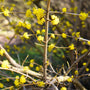 Lindera Benzoin flourishing with golden yellow blooms in early spring
