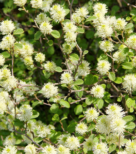 Legend of the Fall® Fothergilla
