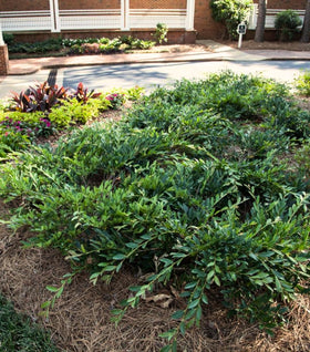 Distylium Blue Cascade